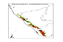 Dysoxylum malabaricum